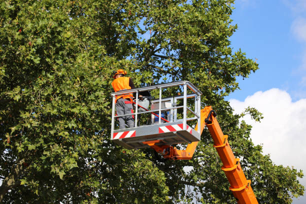 Reliable Los Alamitos, CA Tree Services Solutions