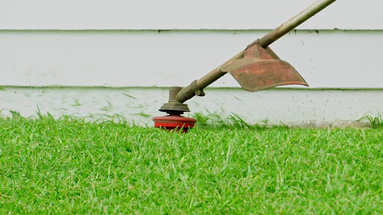 Tree and Shrub Care in Los Alamitos, CA